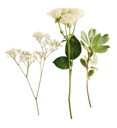 White Spray Rose Corsage
