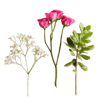 Hot Pink Spray Rose Corsage