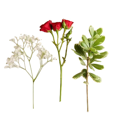 Red Spray Rose Corsage