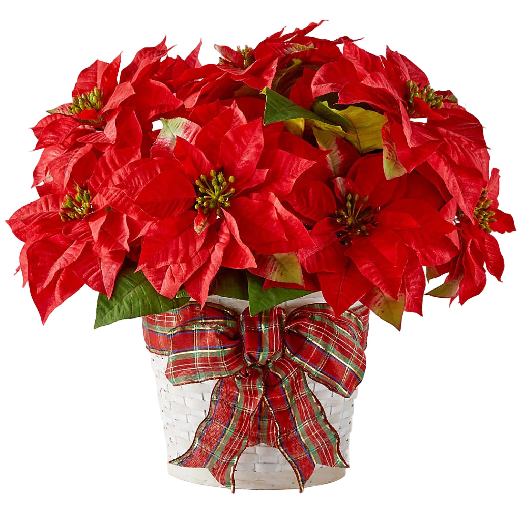 Las fiestas más felices Poinsettia