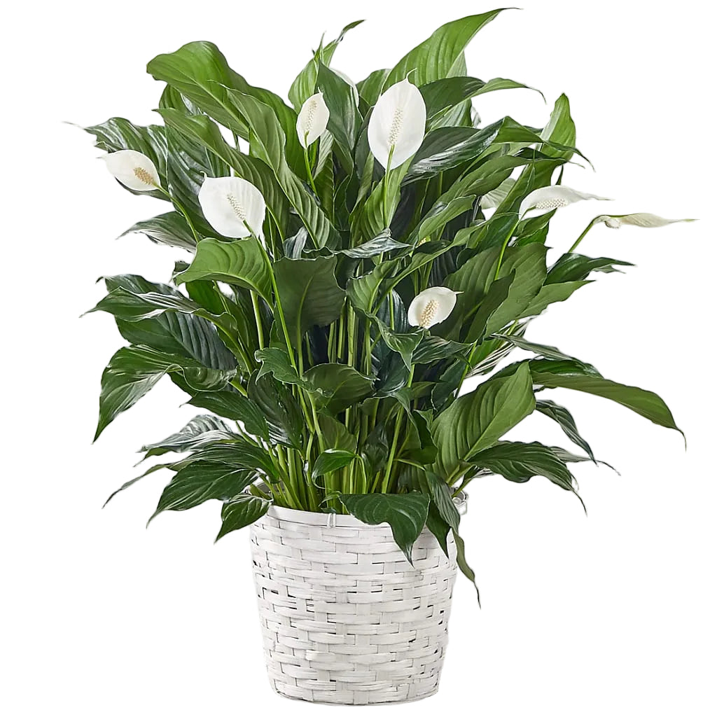 A New Leaf Peace Lily