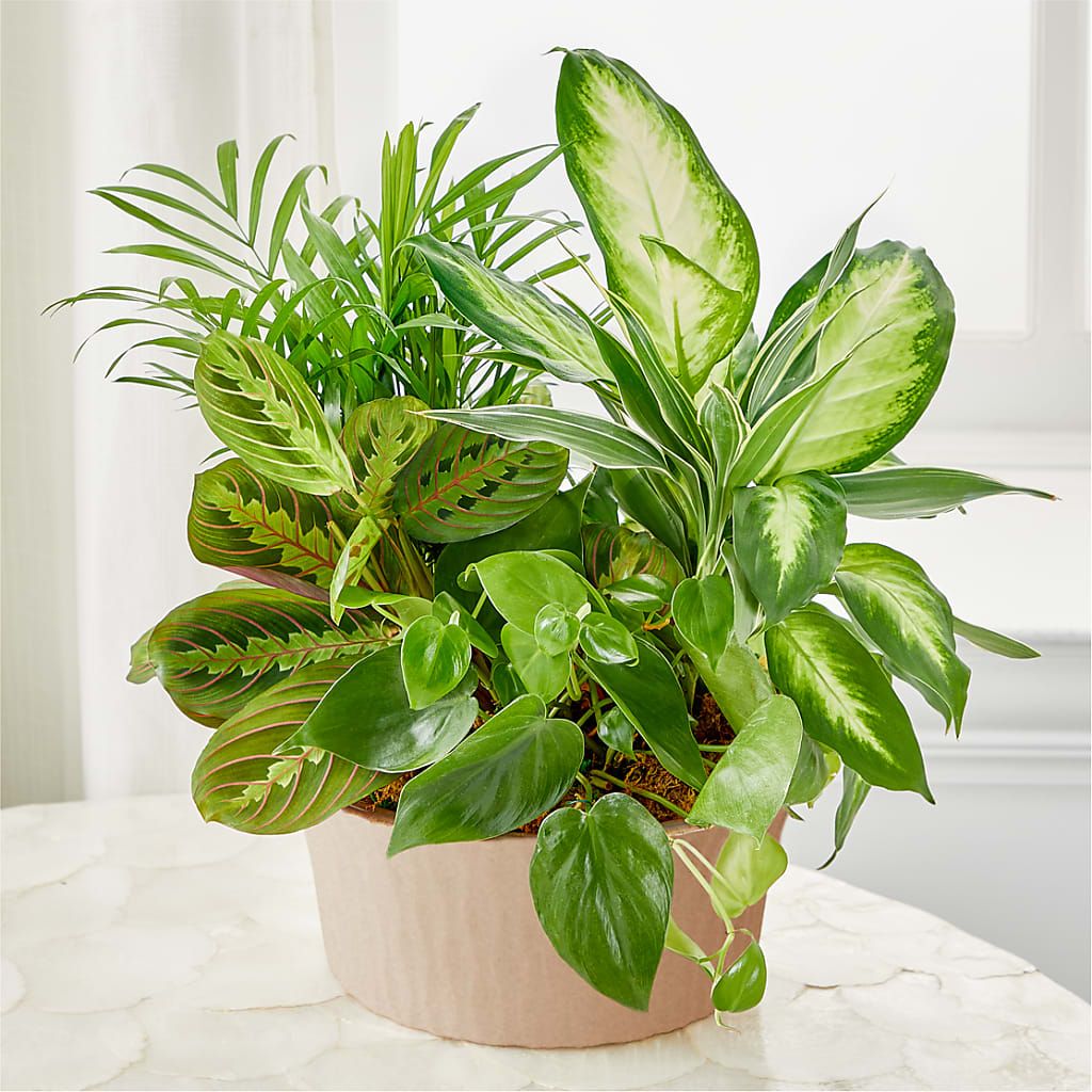 Jardín de equilibrio y armonía