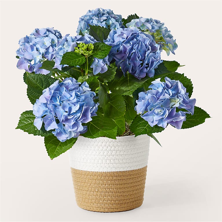 Blooming Blue Hydrangea
