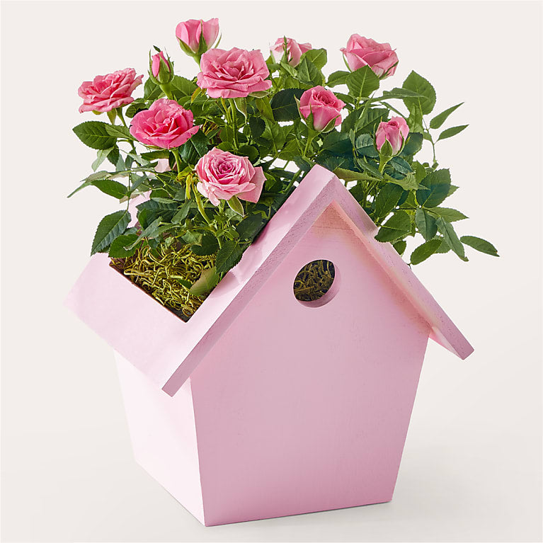 In Full Bloom Mini Rose