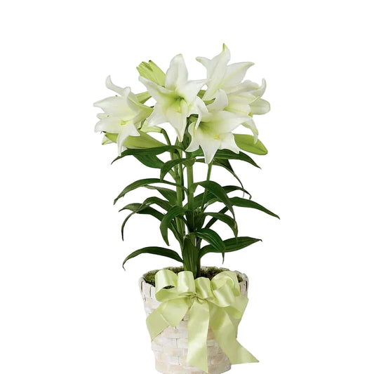 Heavenly Easter Lily