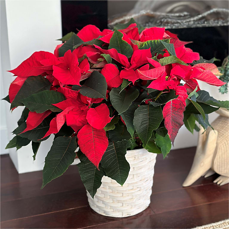 Happiest Holidays Poinsettia