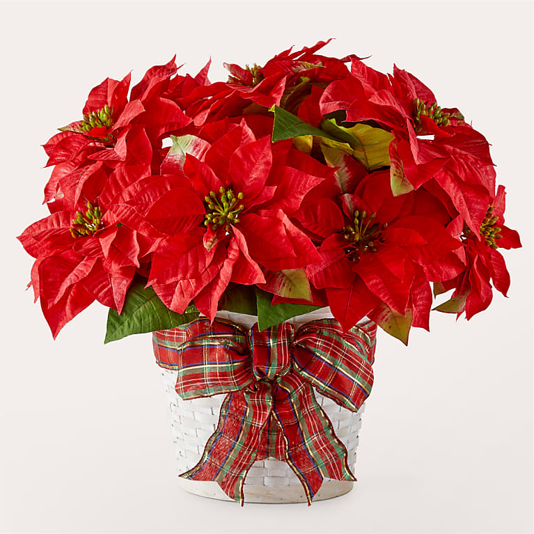 Happiest Holidays Poinsettia