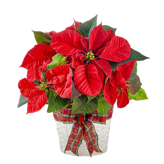 Las fiestas más felices Poinsettia