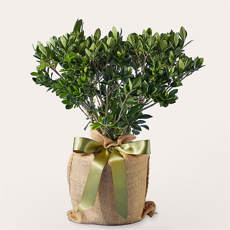 Graceful Gardenia Plant