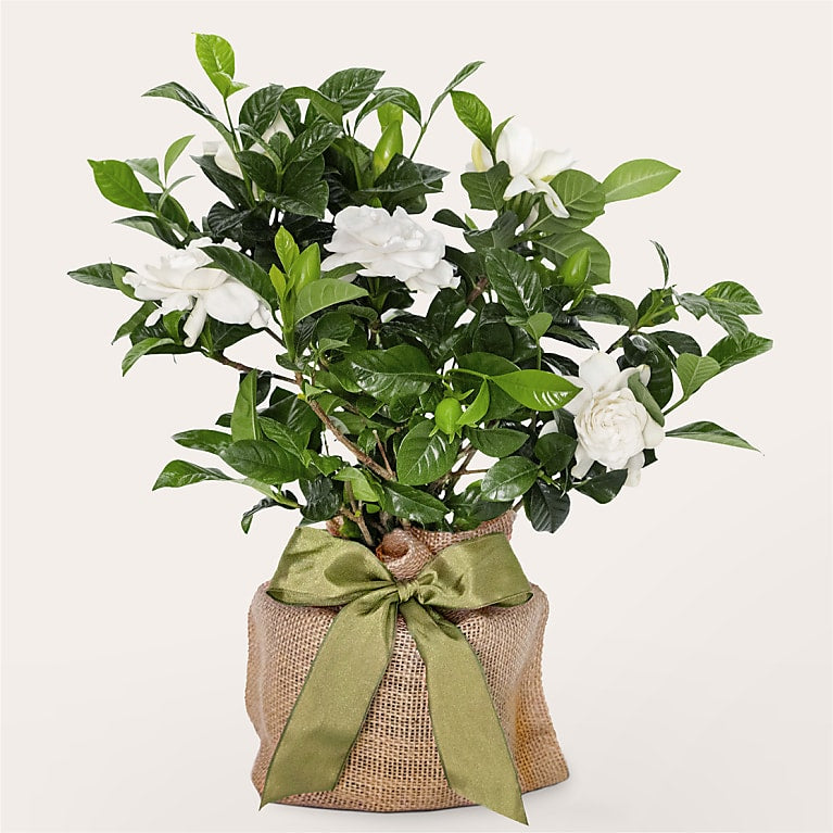 Graceful Gardenia Plant