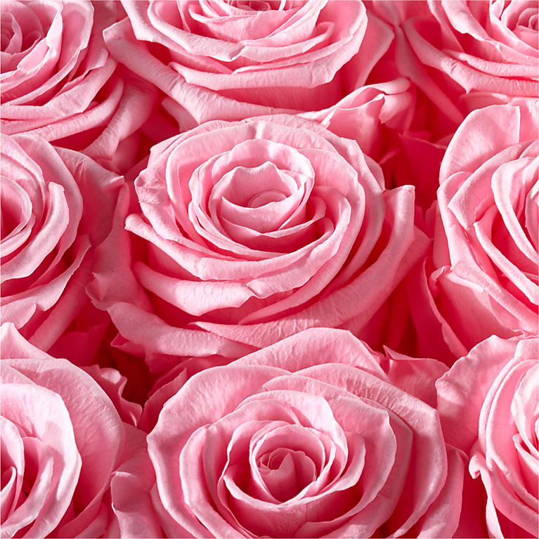 Pink Forever Roses