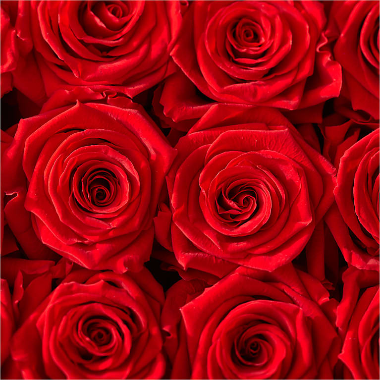 Red Forever Roses