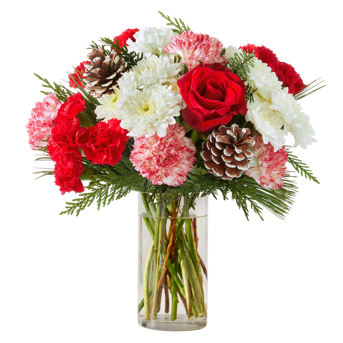 Ramo Candy Cane Lane