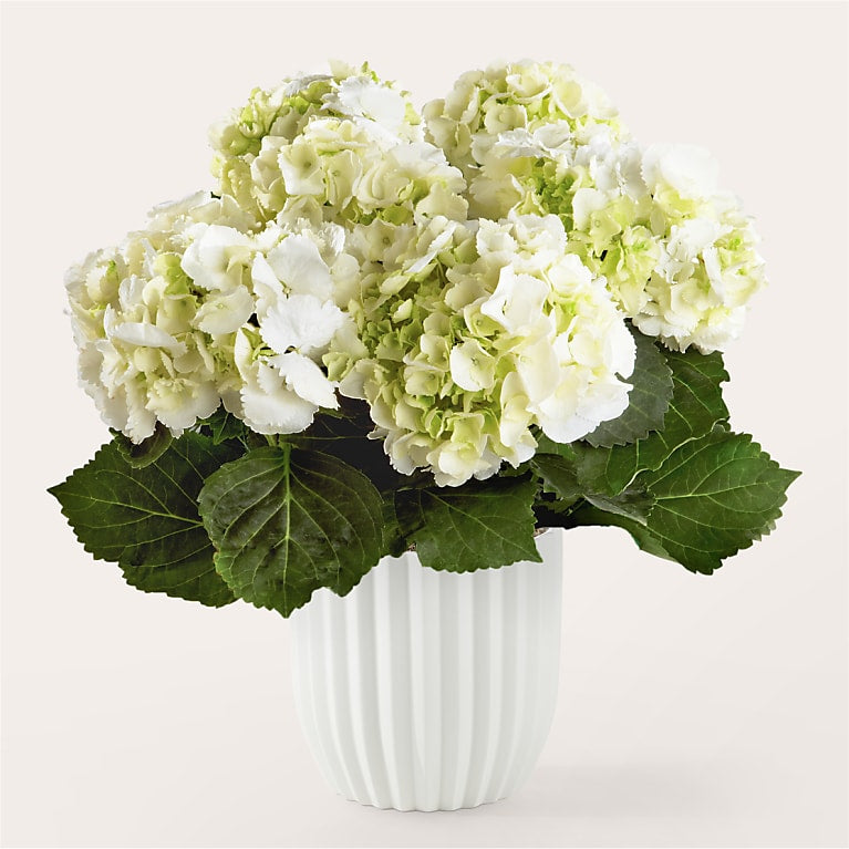 Classic White Hydrangea Plant