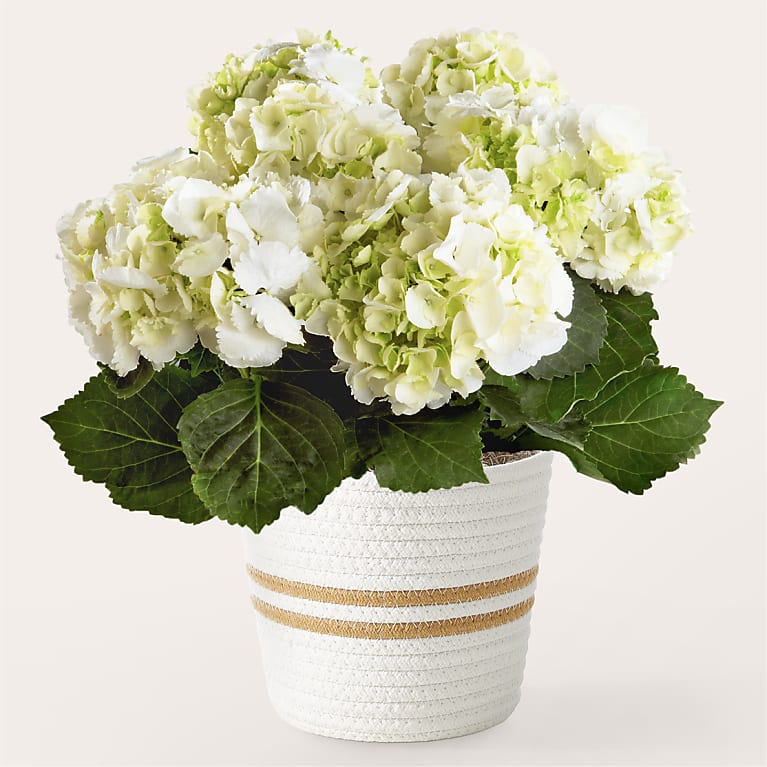 Classic White Hydrangea Plant