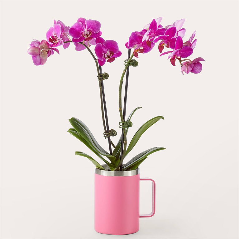 You're Bloom-tiful Orchid