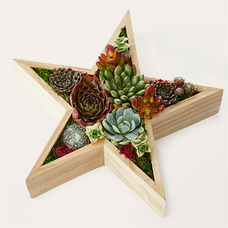 Starry Succulent Garden