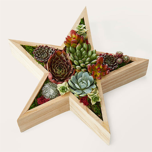 Starry Succulent Garden